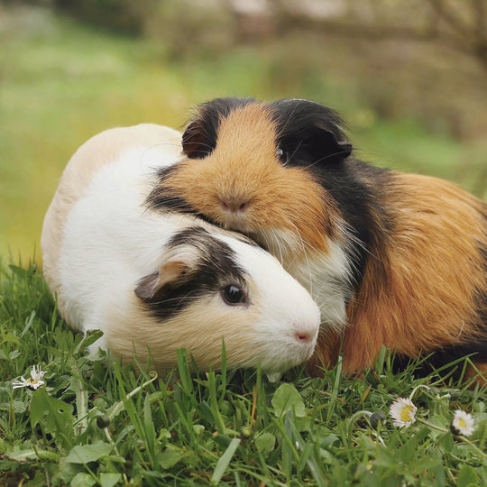 Animal Rescue of the Month: Auckland Cavy Care