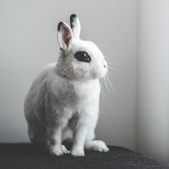 Animal Rescue of the Month: Wellington Rabbit Rescue